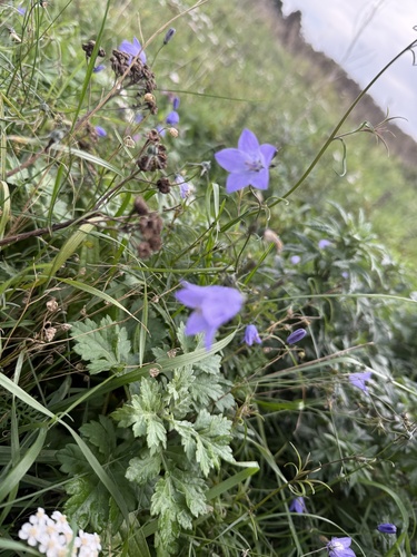 Campanula rotundifolia, 2026-10-23