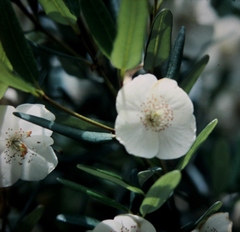 Eucryphia lucida