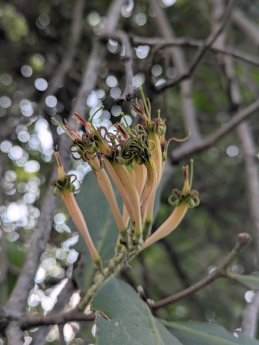 Dendrophthoe observed 2026-10-23