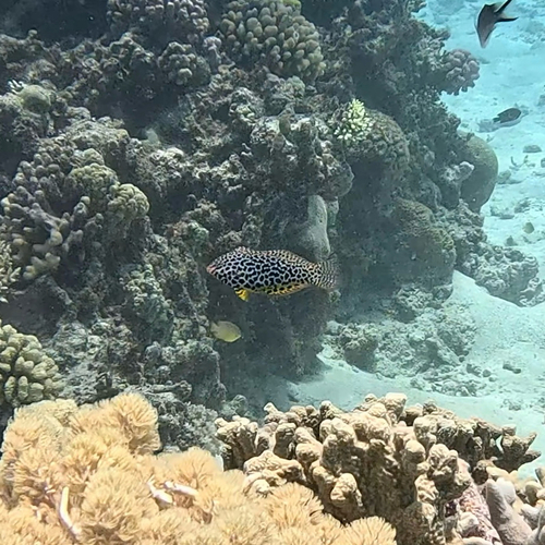 Macropharyngodon meleagris observed 2026-10-22