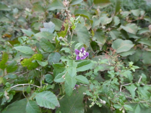 Lycium chinense observed 2026-10-23