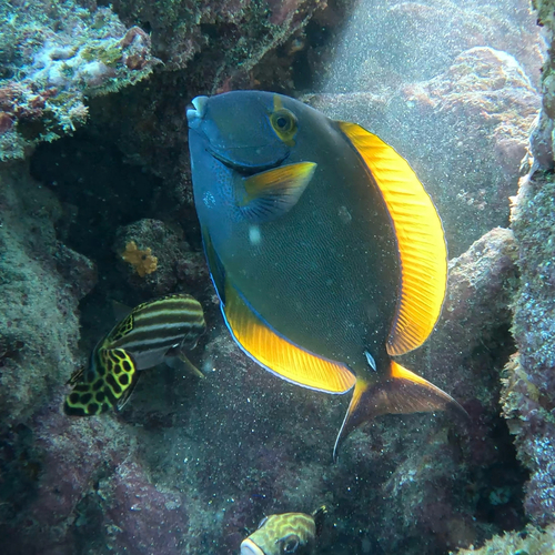 Acanthurus dussumieri observed 2026-10-22