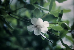 Eucryphia lucida