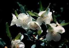 Eucryphia lucida