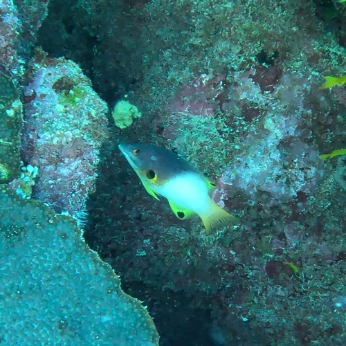 Bodianus axillaris observed 2026-10-22