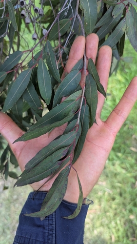 Angophora floribunda observed 2026-10-23