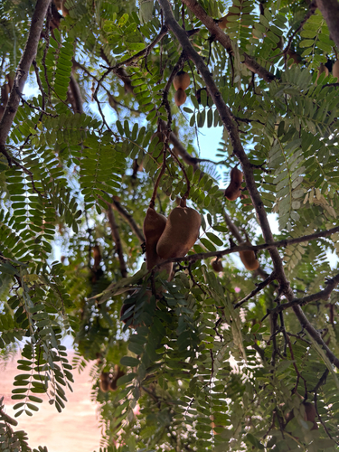 Tamarindus indica observed 2026-10-22
