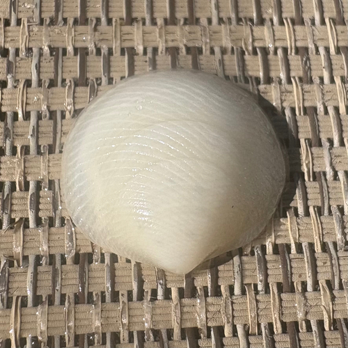 Divalinga quadrisulcata observed 2026-10-22