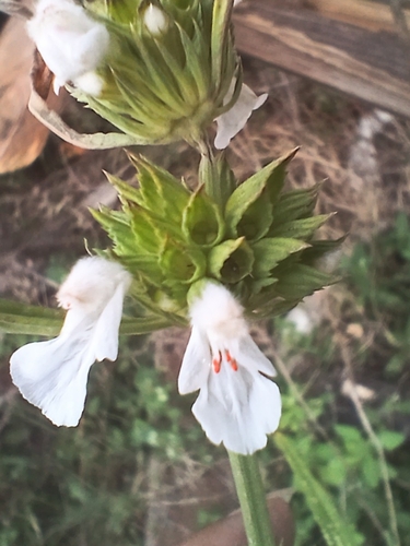 Leucas lavandulifolia observed 2026-10-20