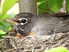 Turdus migratorius