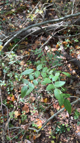 multiflora rose photograph by the iNaturalist community