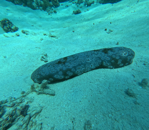 Bohadschia argus observed 2026-10-22