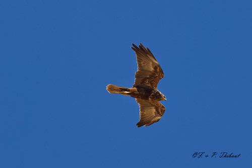 iNaturalist image