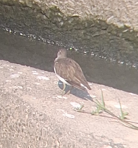 iNaturalist image