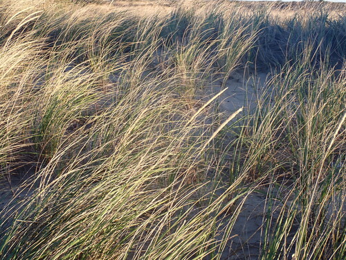 Calamagrostis breviligulata, 2026-10-22