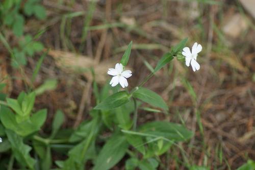 white campion photograph by the iNaturalist community