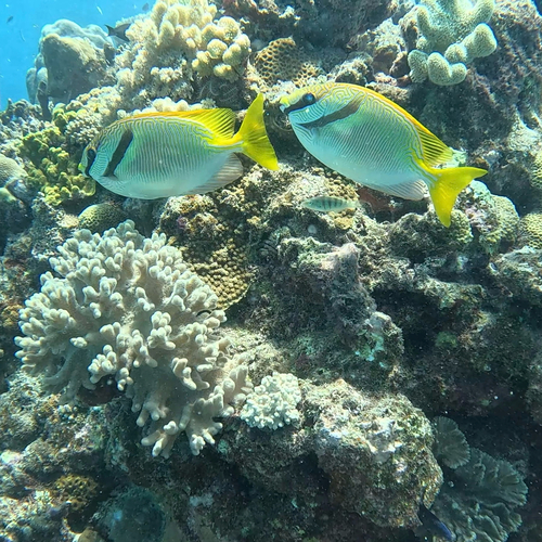 Siganus doliatus observed 2026-10-22