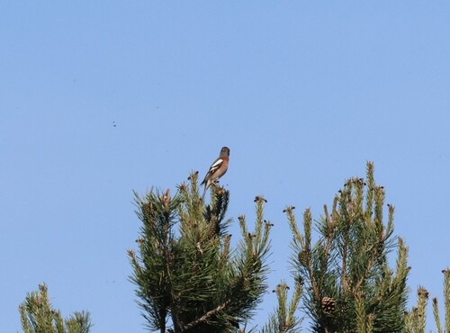 iNaturalist image