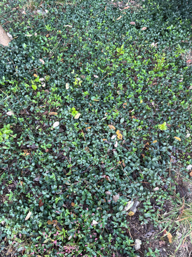 lesser periwinkle photograph by the iNaturalist community