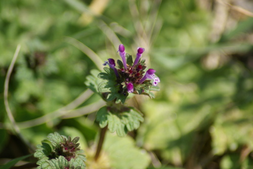 henbit deadnettle photograph by the iNaturalist community