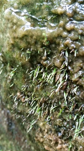 Bryoxiphiaceae