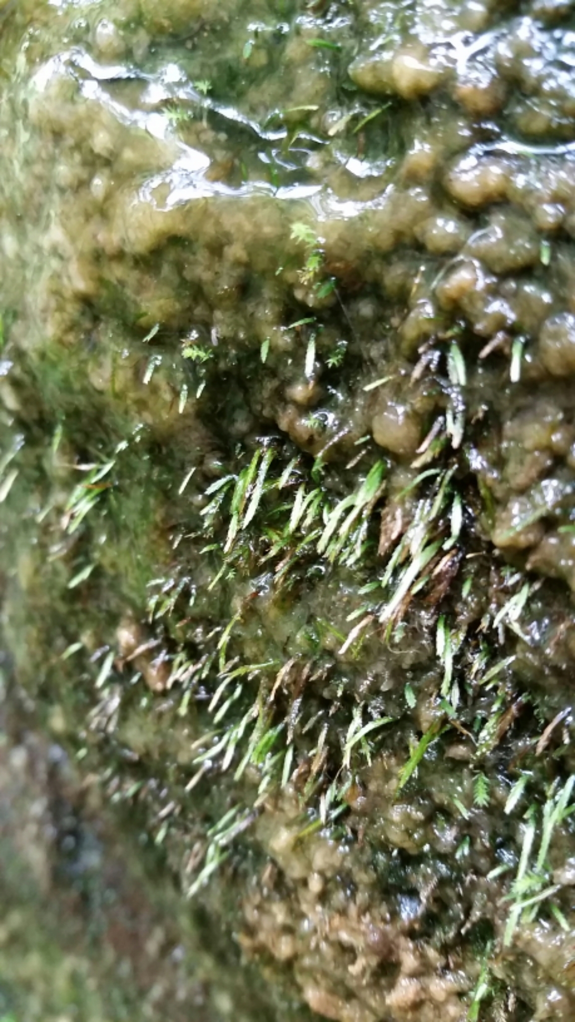 Bryoxiphiaceae