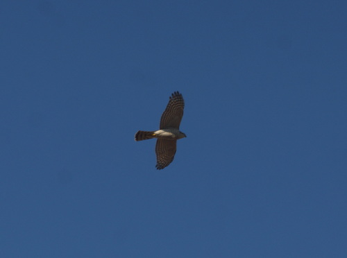 iNaturalist image