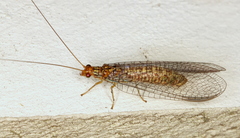 Dictyochrysa fulva