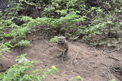 Athene cunicularia rostrata