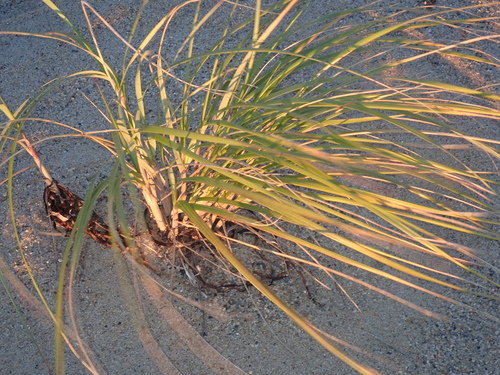 Calamagrostis breviligulata, 2026-10-22