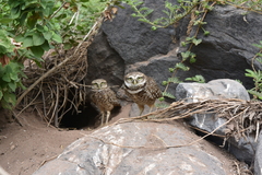 Athene cunicularia rostrata
