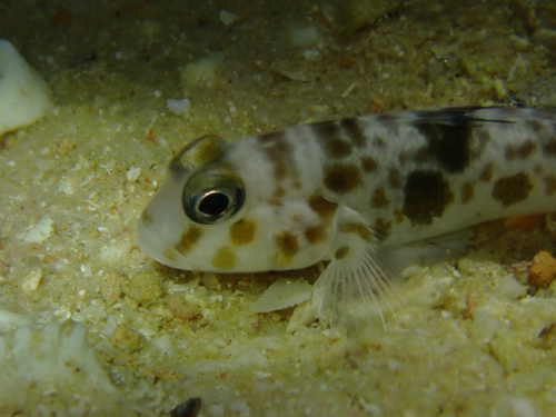 Acentrogobius observed 2026-10-21