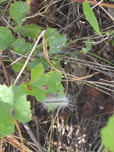 Fall Webworm Moth photograph by the iNaturalist community