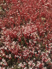 Sedum smallii