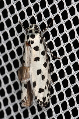 Ethmia clytodoxa