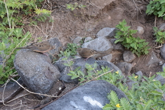 Zenaida macroura clarionensis