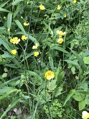 Ranunculus acris