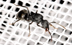 Polyrhachis phryne