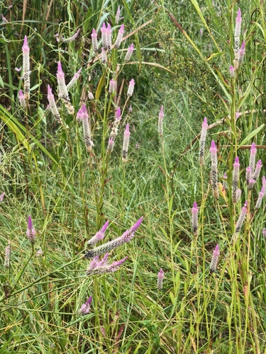 Celosia argentea observed 2026-10-22