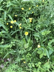 Ranunculus acris