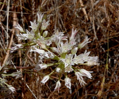Allium lacunosum davisiae