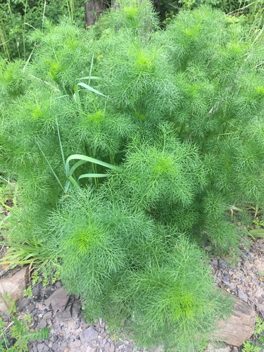 Anethum graveolens