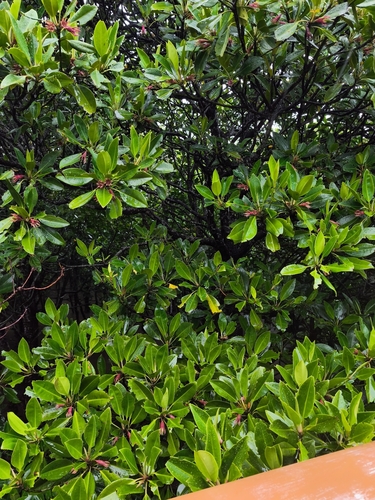 Bruguiera gymnorhiza observed 2026-10-22
