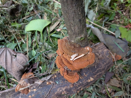 Hymenochaete microcycla observed 2026-10-23