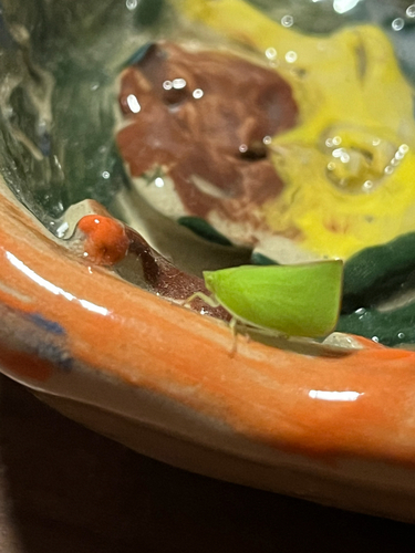 Siphanta acuta, 2026-10-22