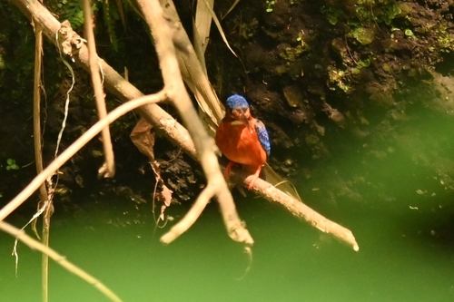 Alcedo meninting observed 2026-10-23