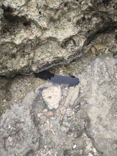 Holothuria leucospilota observed 2026-10-23