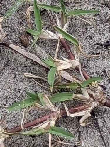 Stenotaphrum secundatum observed 2026-10-23