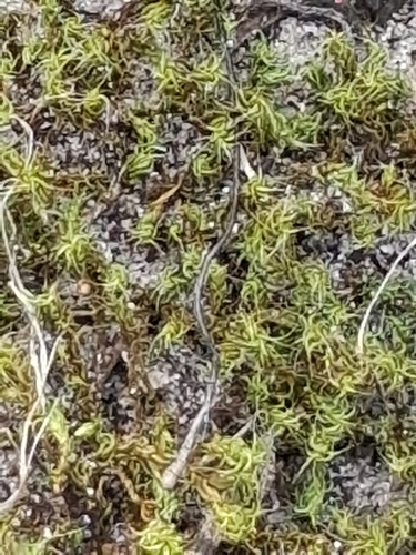 Bearded Screwmoss