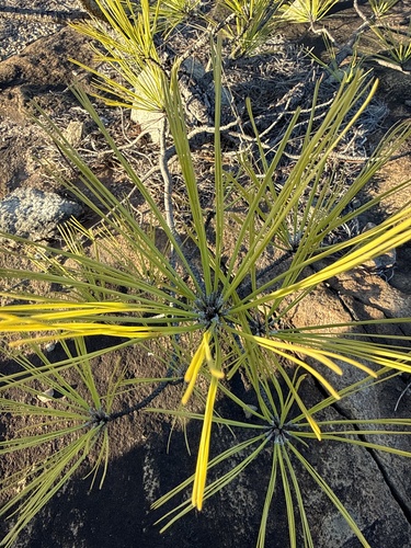 Pinus echinata, 2026-10-23